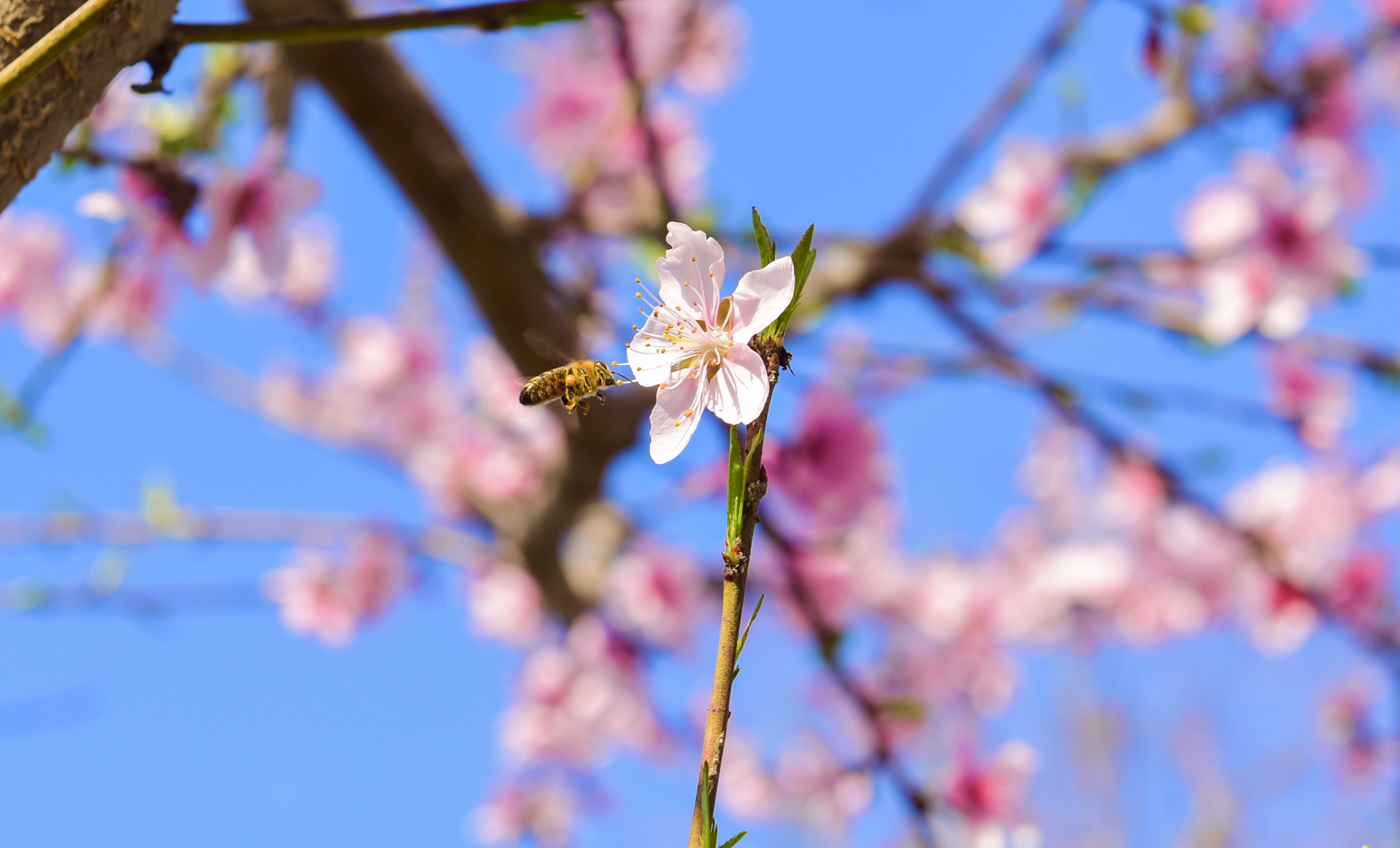 ��ã�����