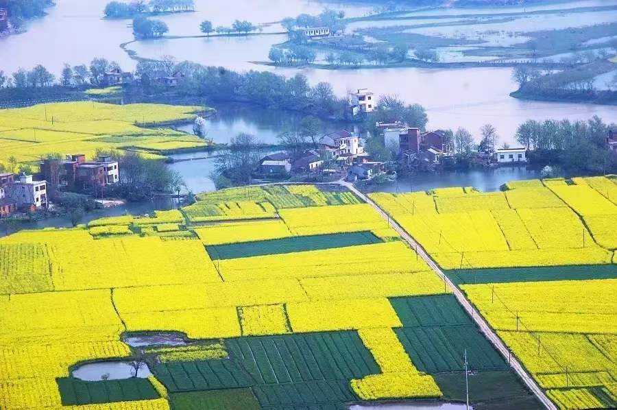 油菜花開 油菜花開