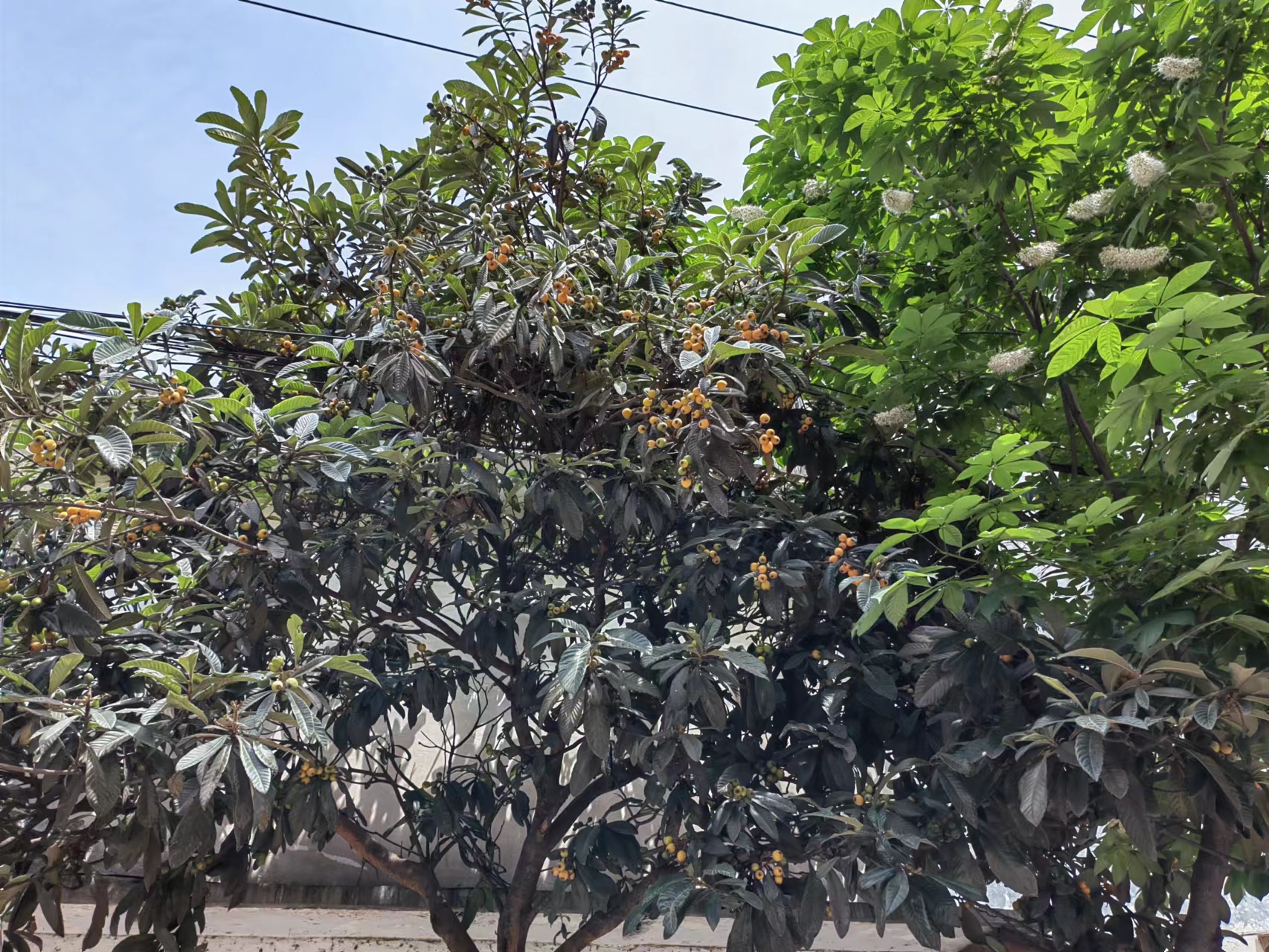 紅了 黃了 紫了 紅了 黃了 紫了