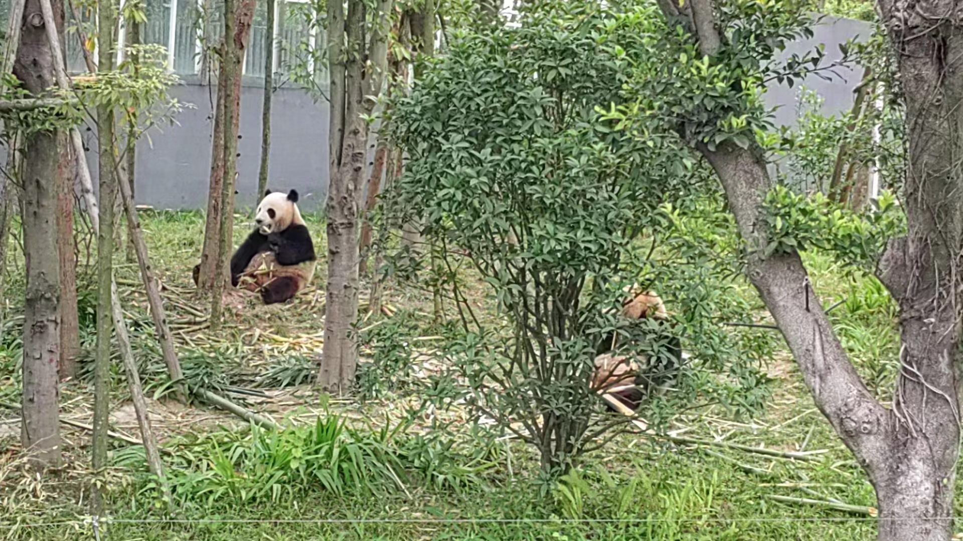 成都游玩 成都游玩