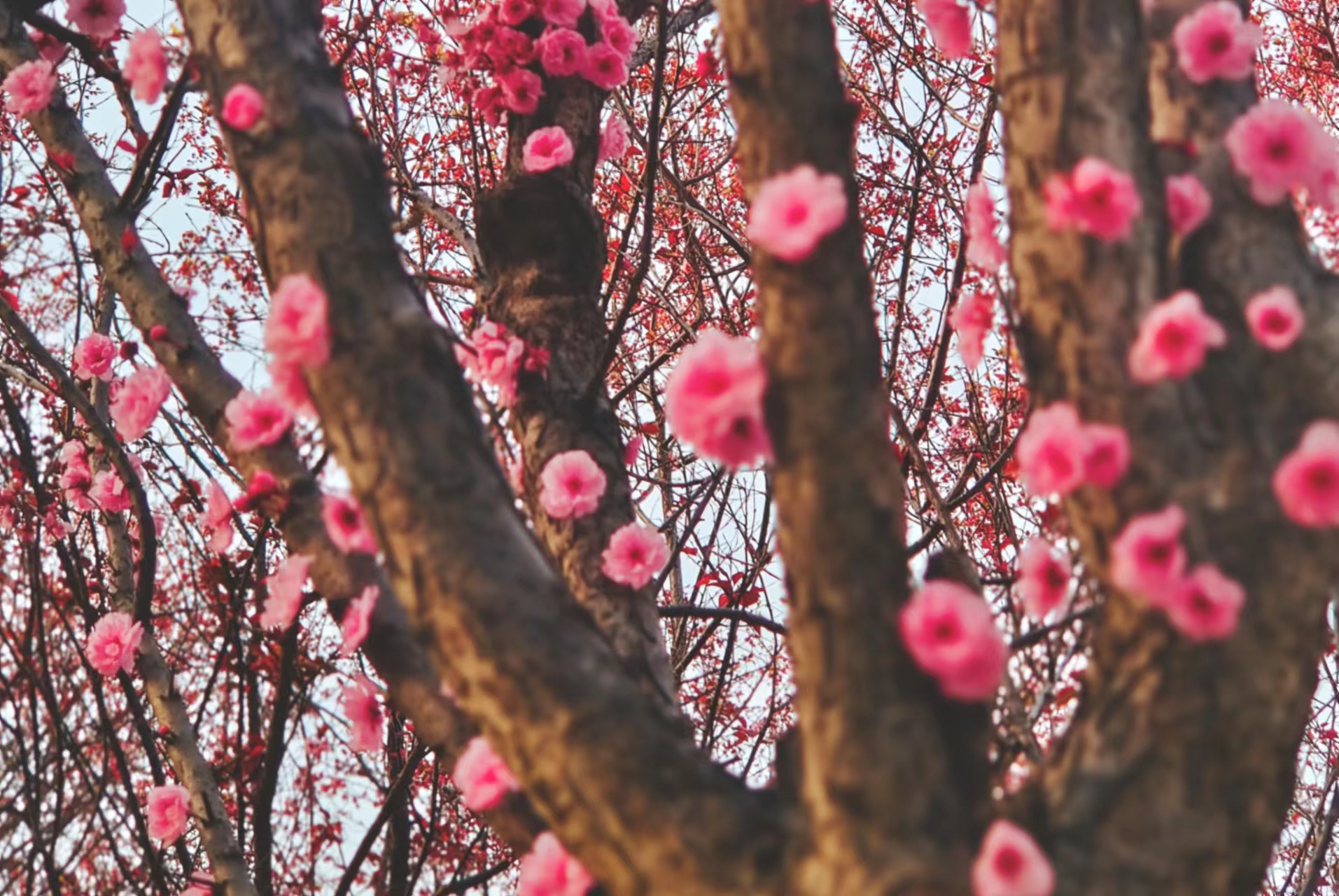共賞春日景 踏上奮斗行 共賞春日景 踏上奮斗行