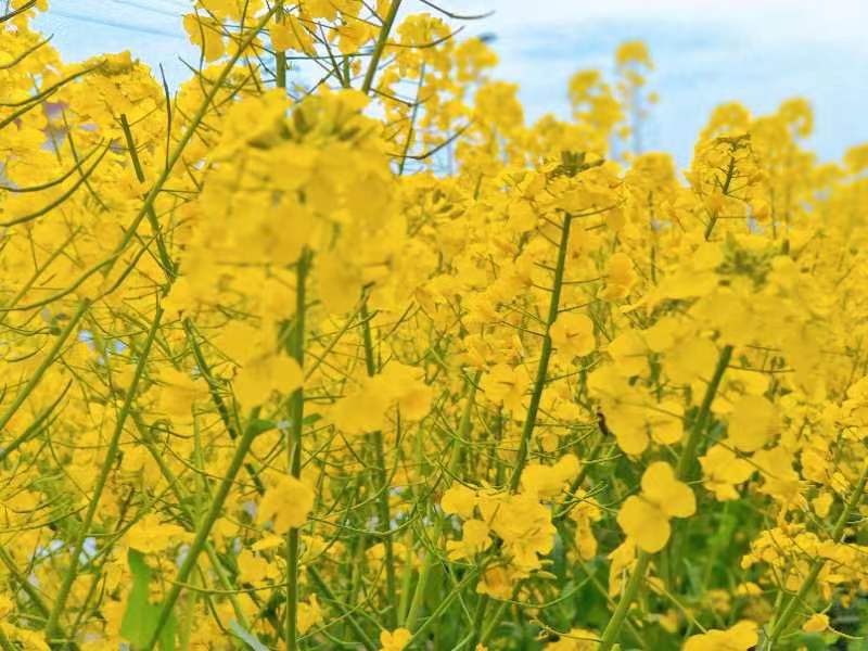 無處不飛花，浪漫春天在漢中