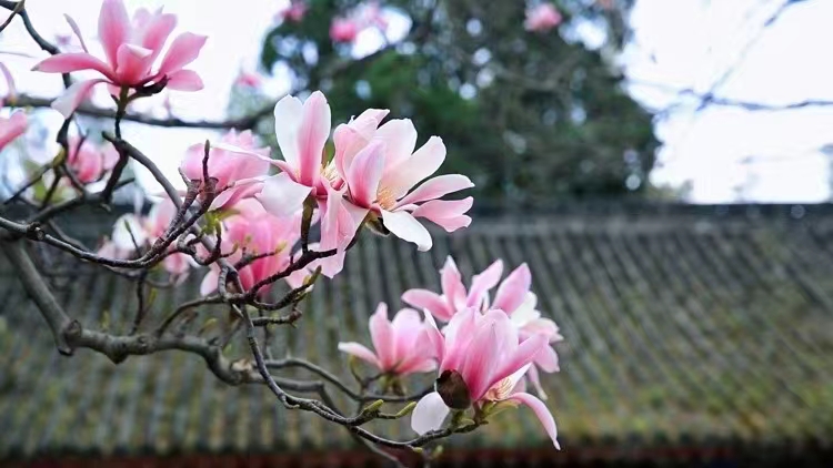 無處不飛花,浪漫春天在漢中 無處不飛花,浪漫春天在漢中