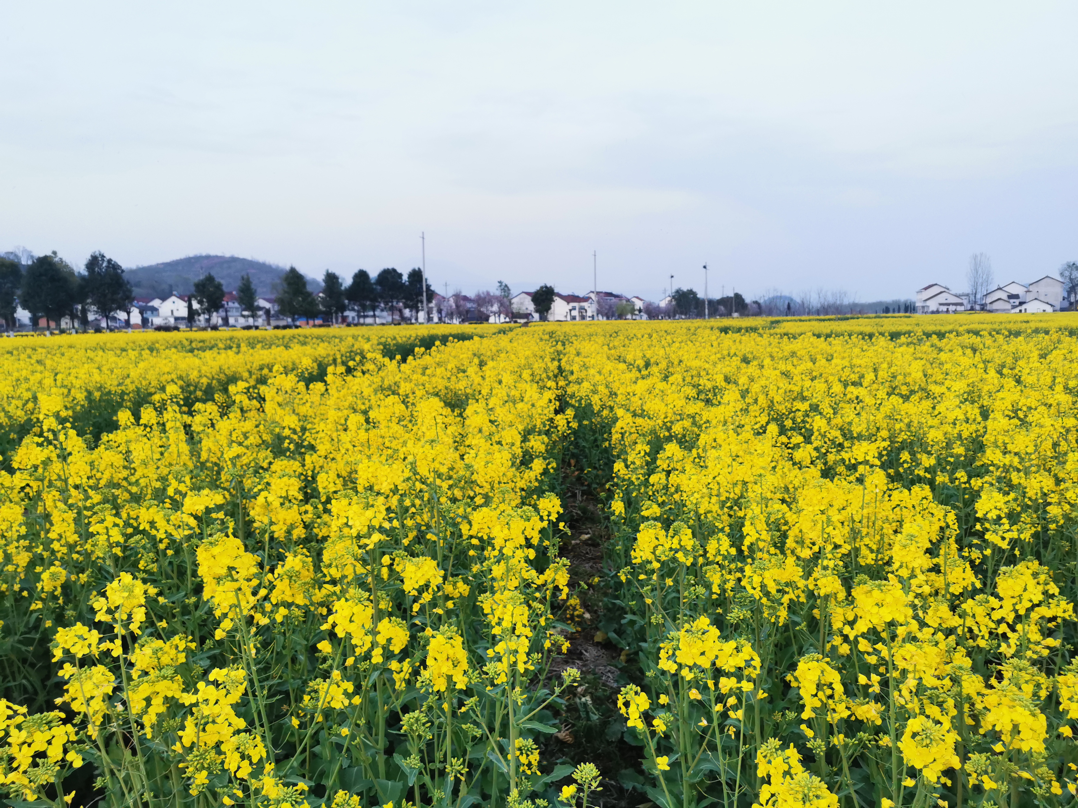 赴一場盛大的金黃之約 赴一場盛大的金黃之約