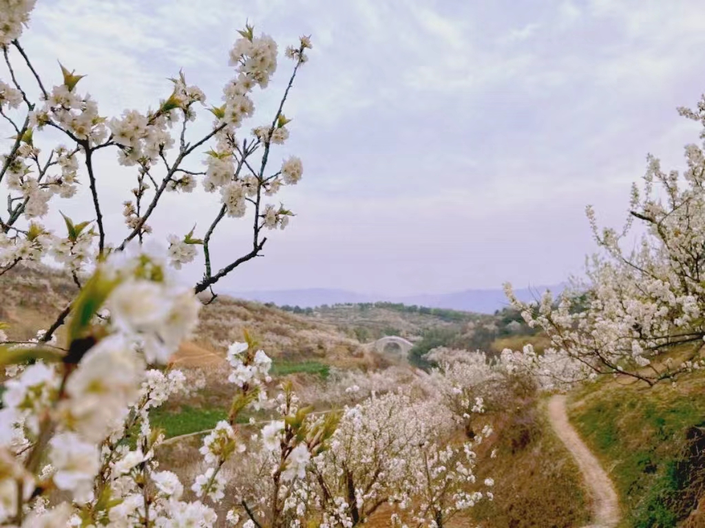 無處不飛花，浪漫春天在漢中