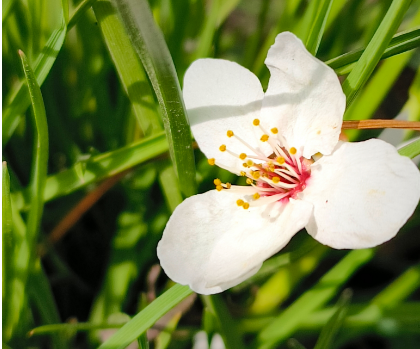 春天的魅力 春天的魅力