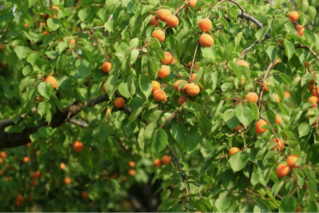 麥黃杏里藏著愛 麥黃杏里藏著愛