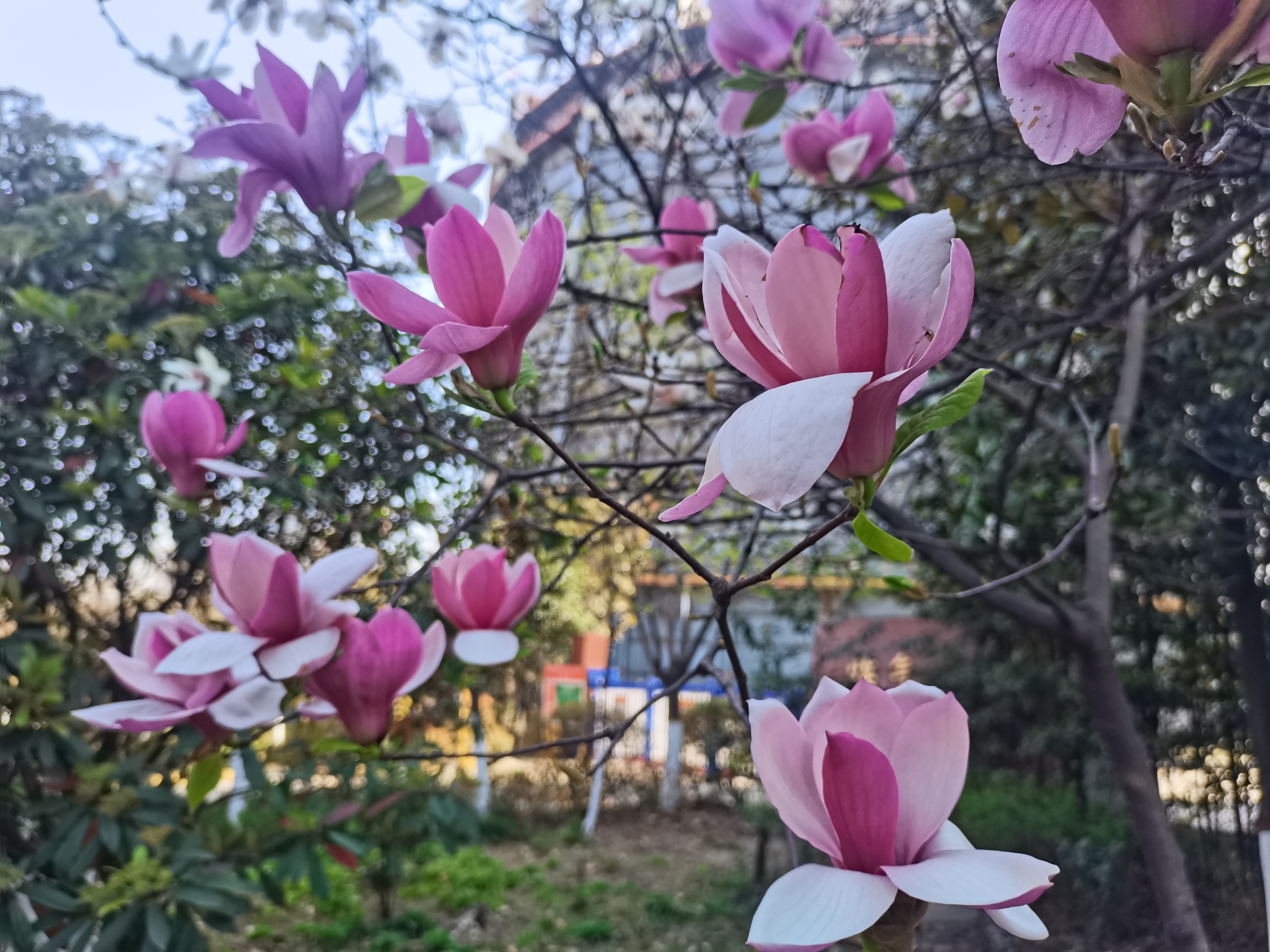 陜鋼漢鋼:綠色鋼城的“低成本高顏值”蛻變之路 陜鋼漢鋼:綠色鋼城的“低成本高顏值”蛻變之路