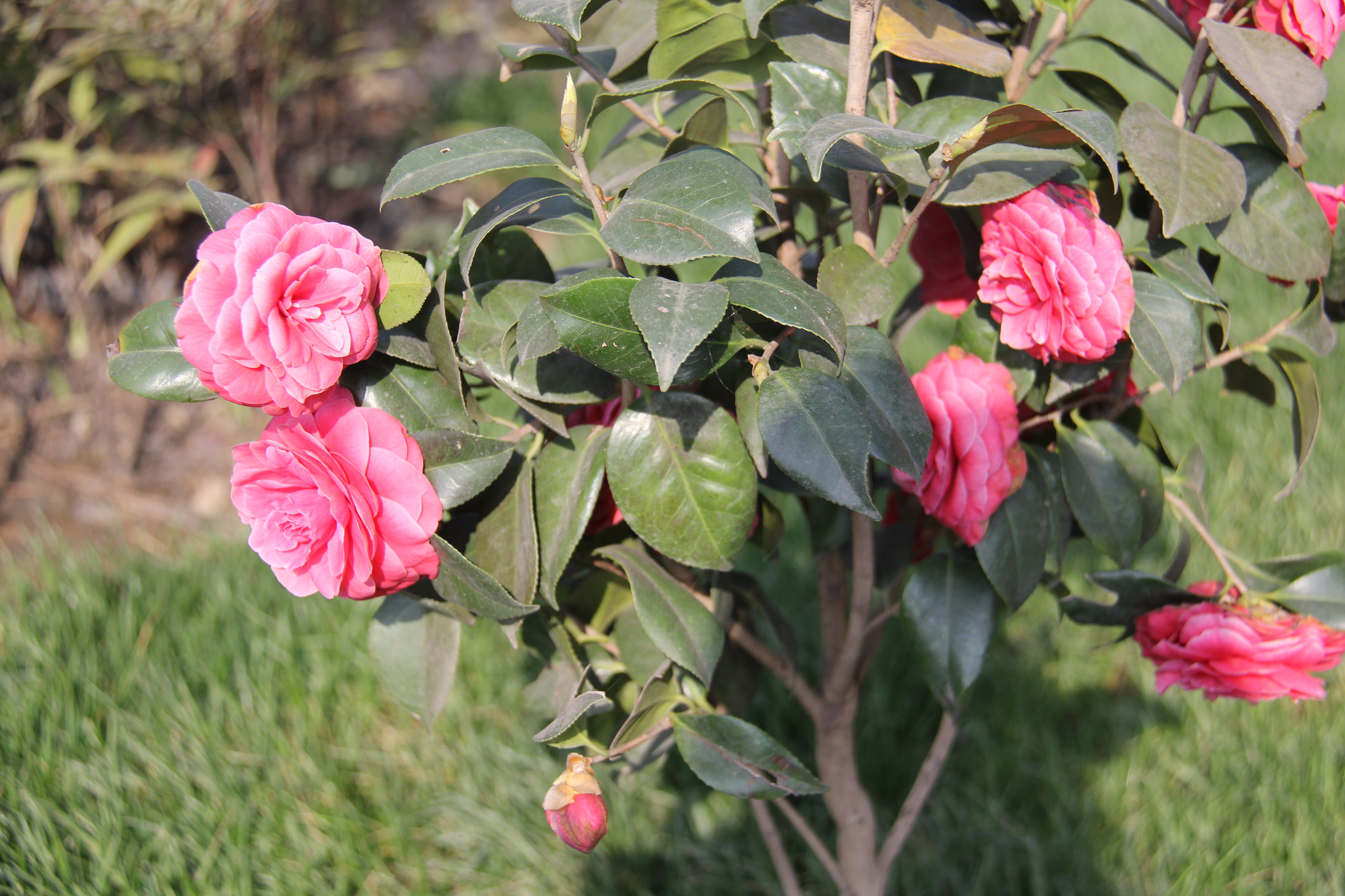 【美麗漢鋼】美翻了，一起到漢鋼踏春觀花吧！