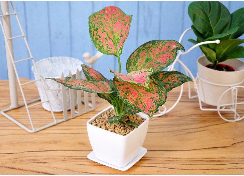 【鋼城文苑】養(yǎng)花的樂趣 【鋼城文苑】養(yǎng)花的樂趣