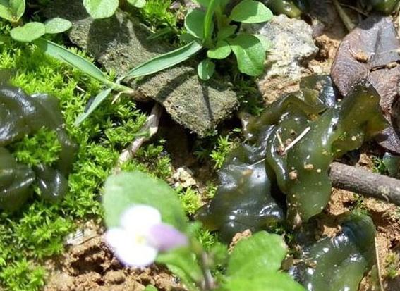 【鋼城文苑】撿地軟 【鋼城文苑】撿地軟