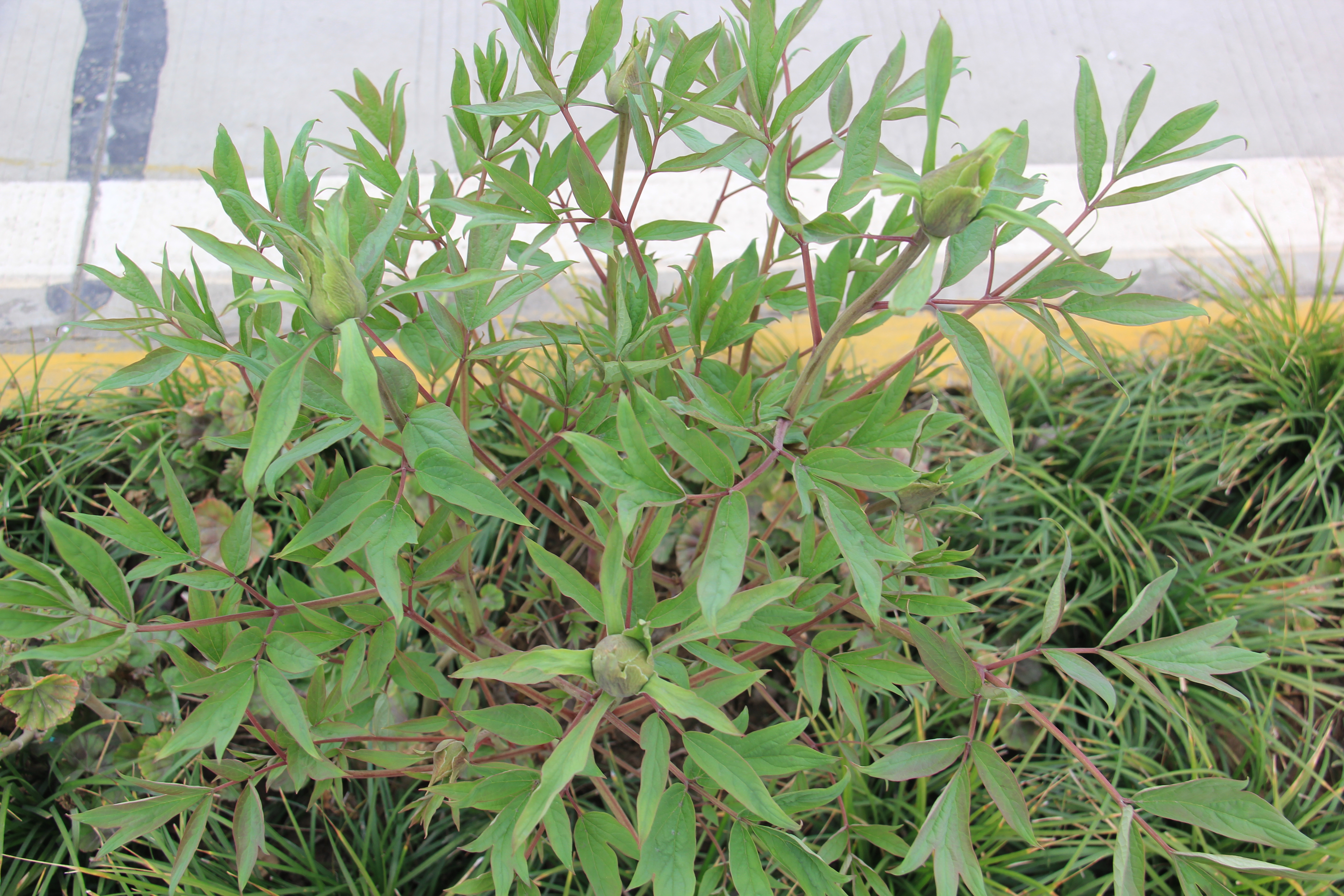 【美麗漢鋼】春花春草春意濃 鋼城三月春如畫 【美麗漢鋼】春花春草春意濃 鋼城三月春如畫