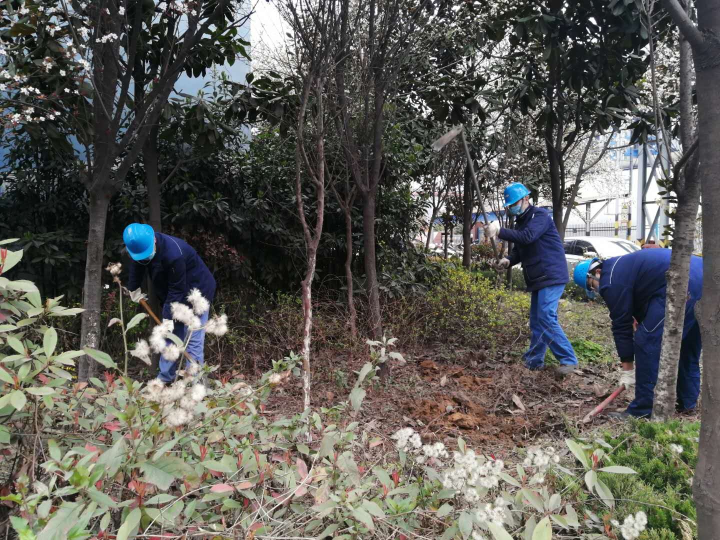 【美麗漢鋼】公司春季綠化美化工作開展如火如荼 【美麗漢鋼】公司春季綠化美化工作開展如火如荼