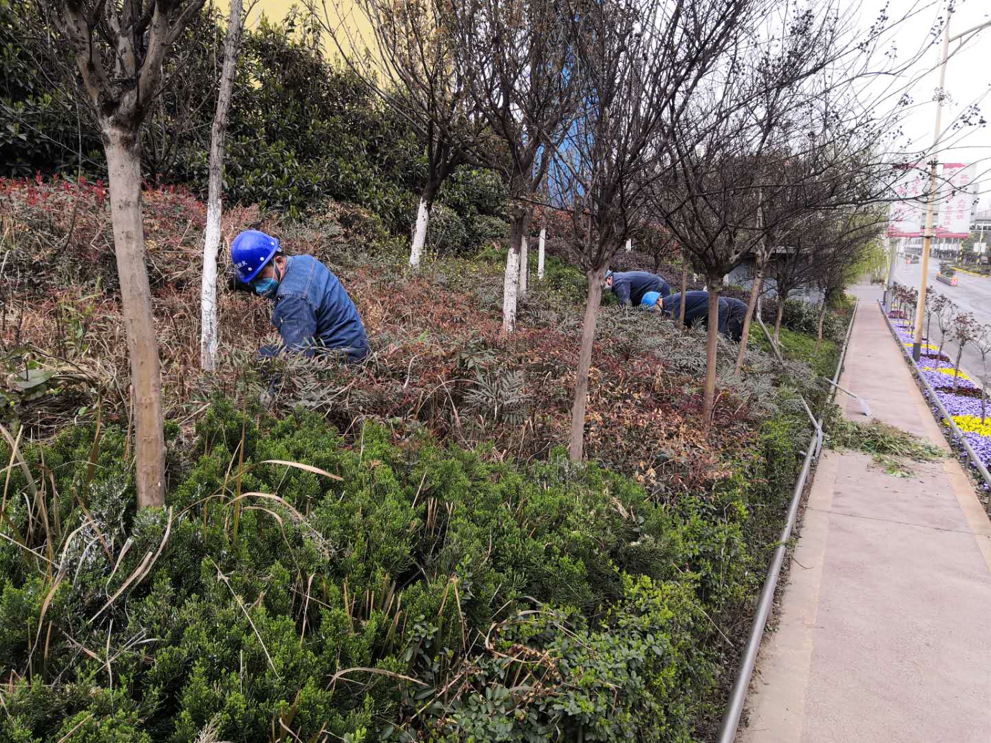 【美麗漢鋼】公司春季綠化美化工作開展如火如荼 【美麗漢鋼】公司春季綠化美化工作開展如火如荼