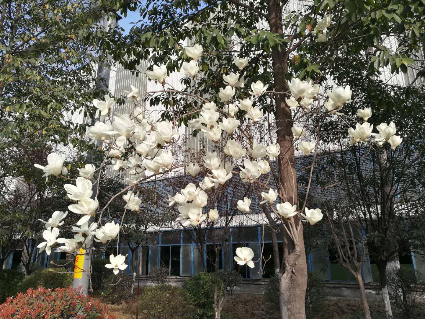 【美麗漢鋼】漢鋼踏春賞花圖鑒 【美麗漢鋼】漢鋼踏春賞花圖鑒