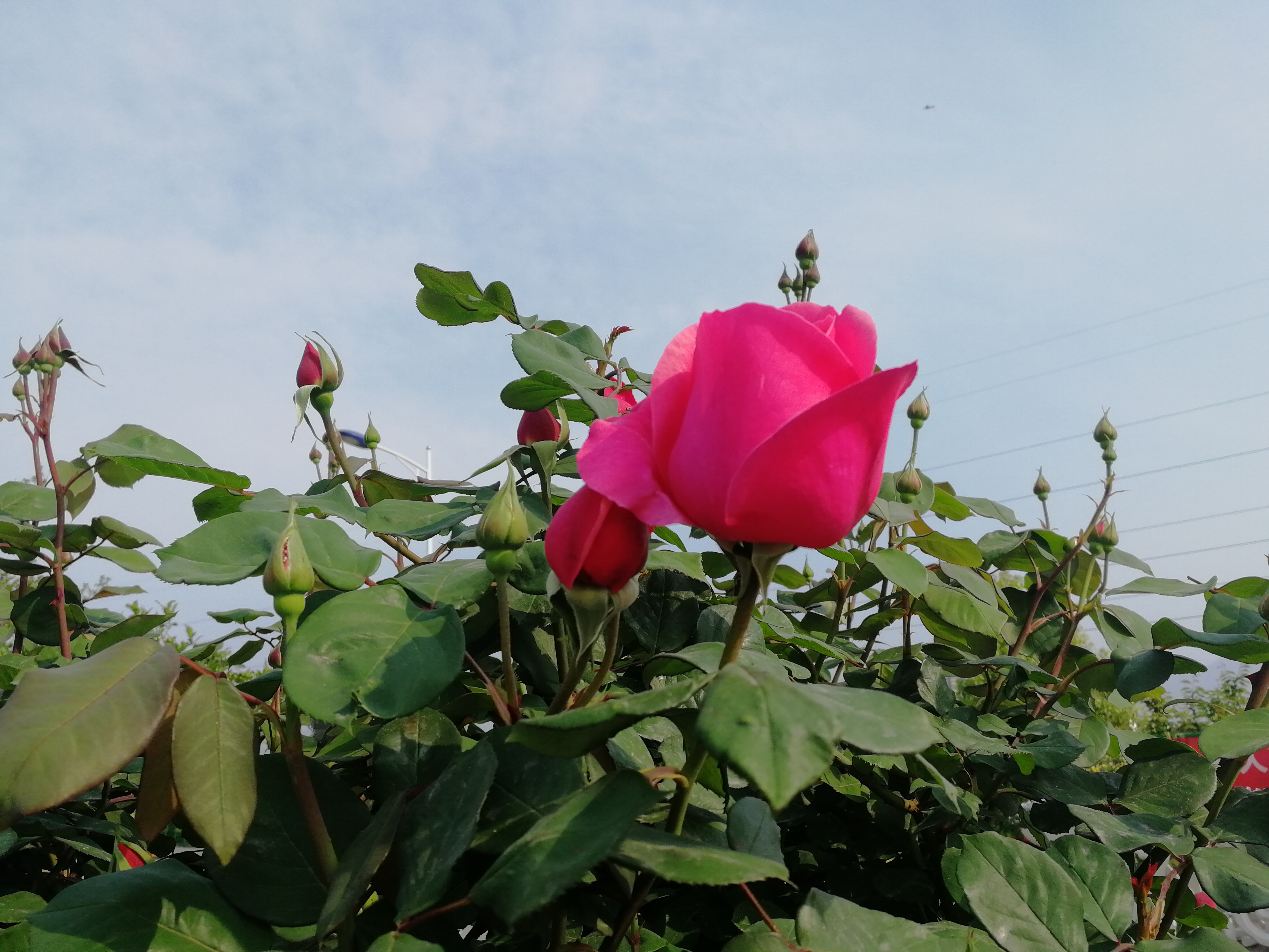 【美麗漢鋼】賞高桿月季，來美麗漢鋼