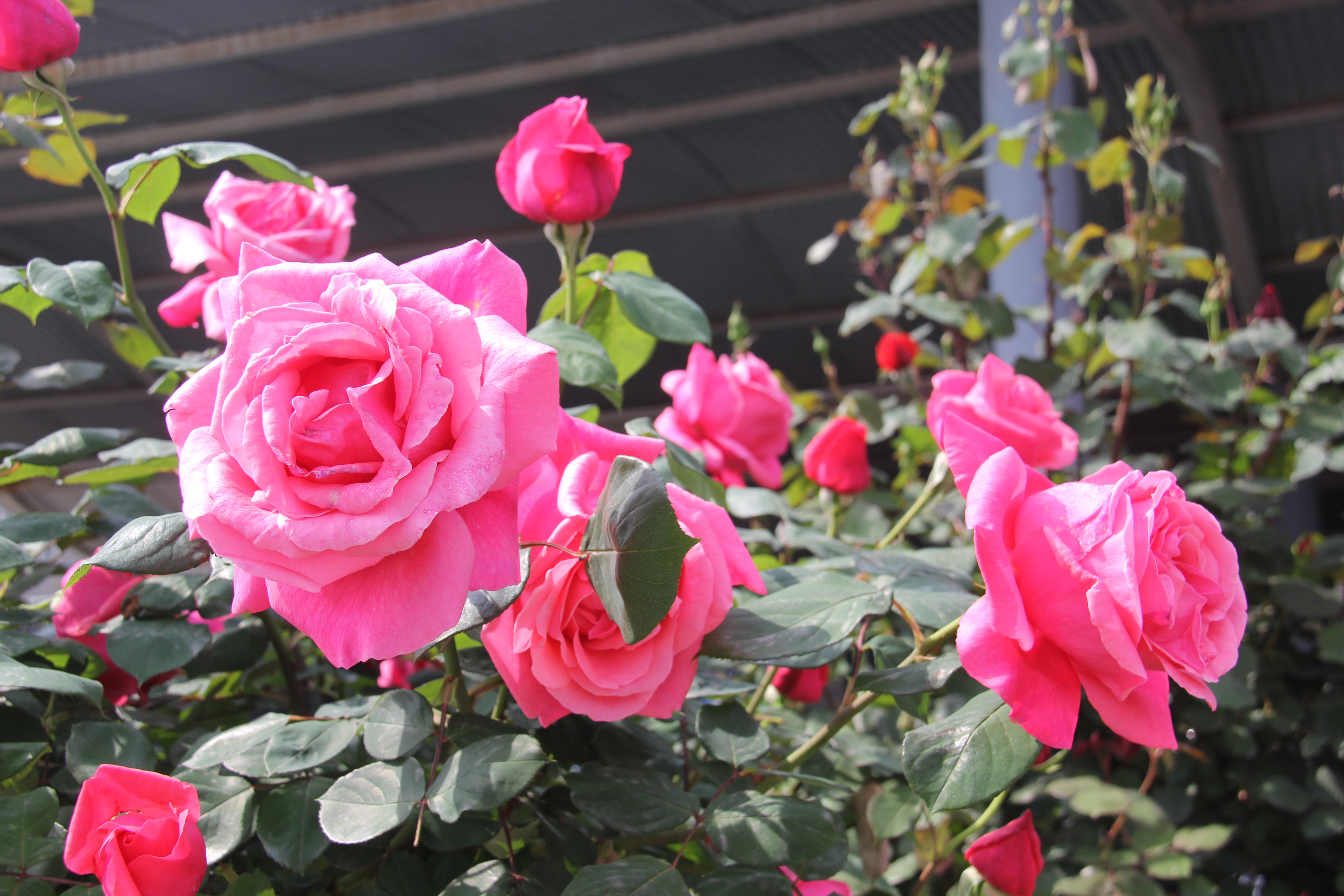 【美麗漢鋼】醉美漢鋼四月天 【美麗漢鋼】醉美漢鋼四月天